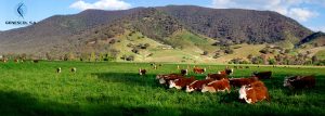 Cows_in_green_field_-_nullamunjie_olive_grove