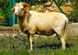 Oveja_Gallega05_tcm7-296657