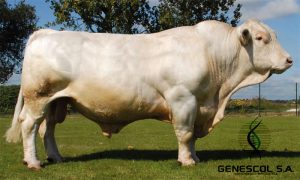 charolais.png