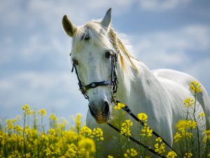 foto-de-caballo-con-flores