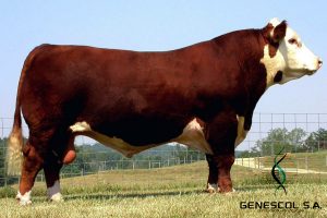 hereford-bulls-63N