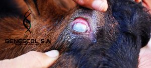 queratoconjuntivitis-600x270