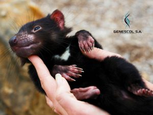 tasmanian-devil