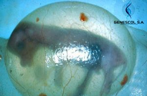 Vesicula-amniotica