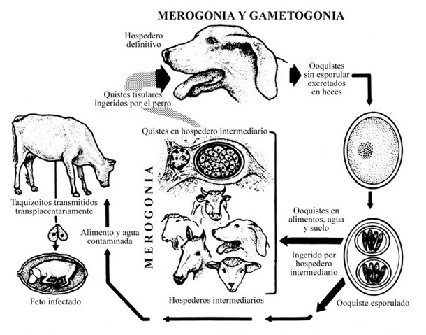 Neosporosis Principal Causa De Aborto Bovino Noticias Genescol