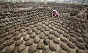A woman makes cow dung cakes at Bahlolpur