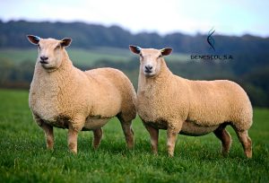 CHAROLLAIS SHEEP:  Meilir Jones' prize winning Aberkinsey flock.