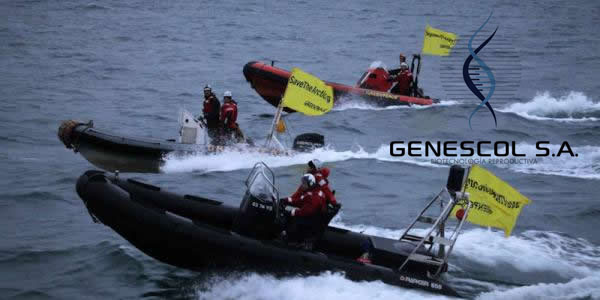 Activistas luchando contra la caza de ballenas en el océano Pacífico.