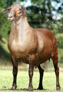 santa-ines-sheep-embryos-jpg