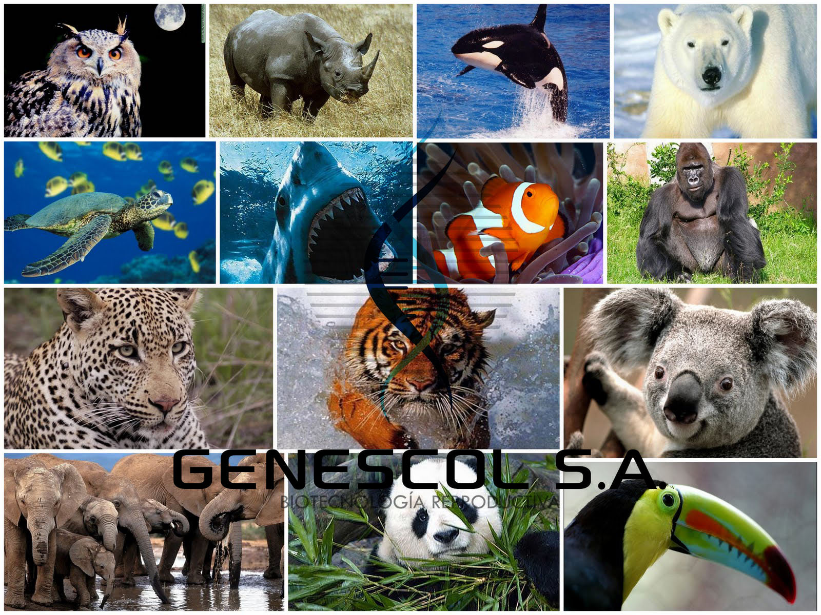 Animales en peligro de extinción.