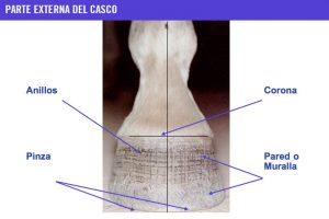 casco02