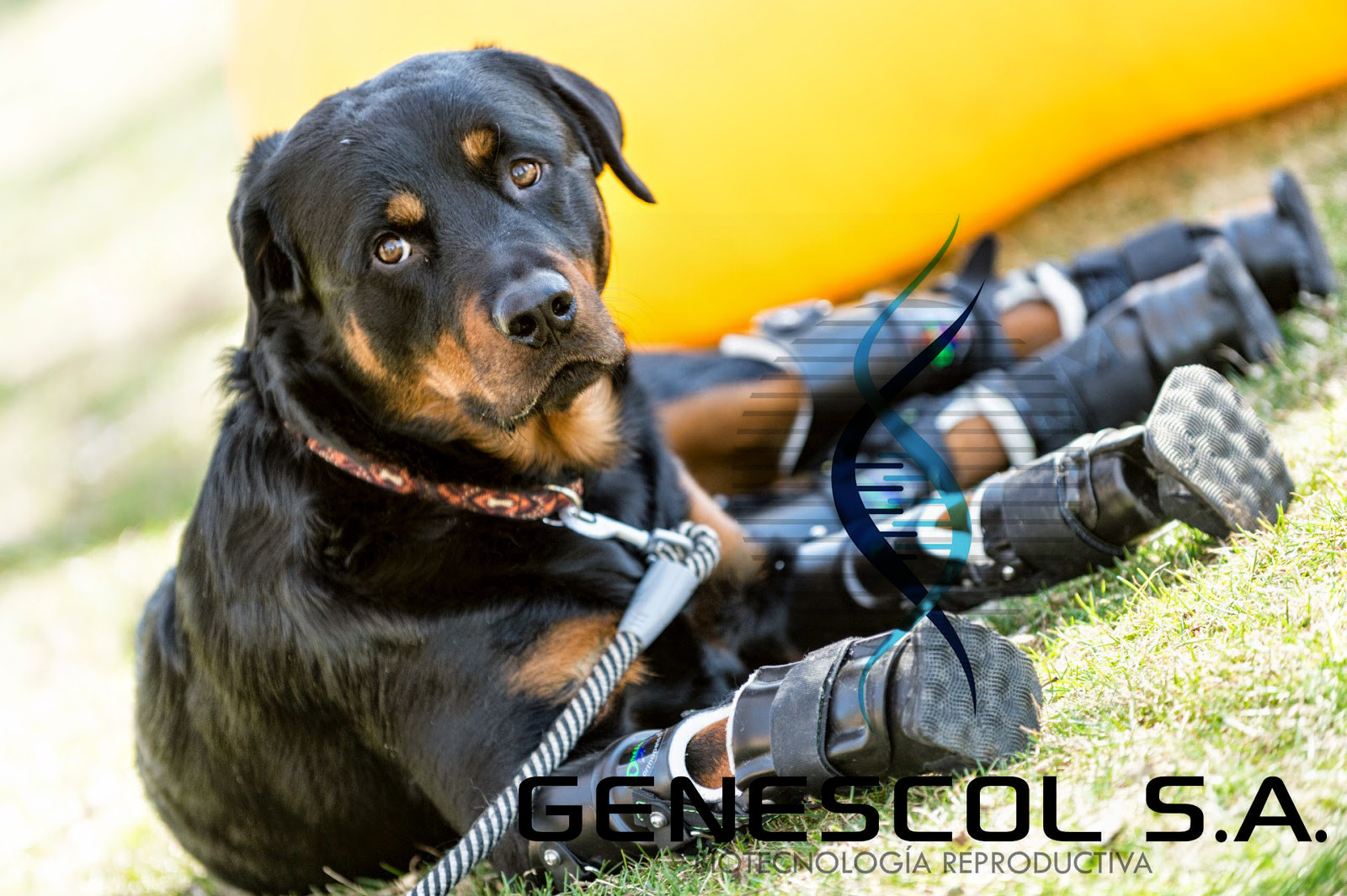 conoce-brutus-el-perro-que-perdio-sus-cuatro-patas-y-ahora-volvio-caminar-gracias-una-protesis-innovadora-video-04