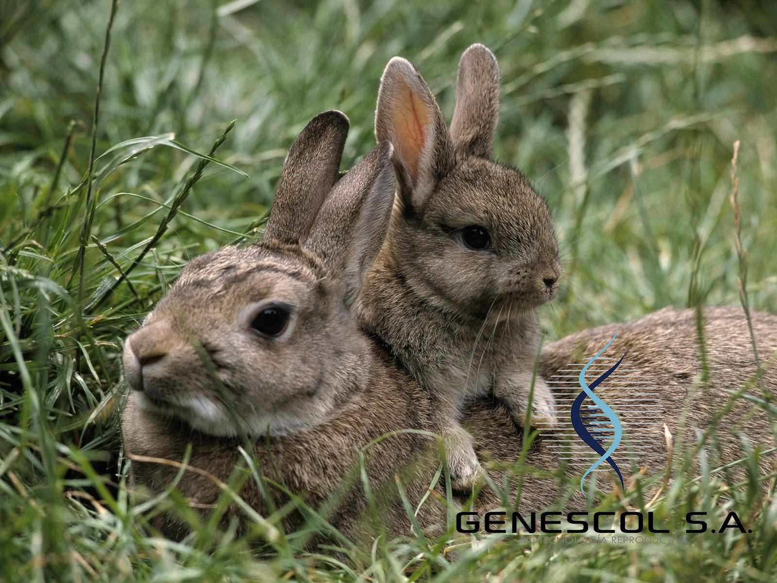 mama-conejo