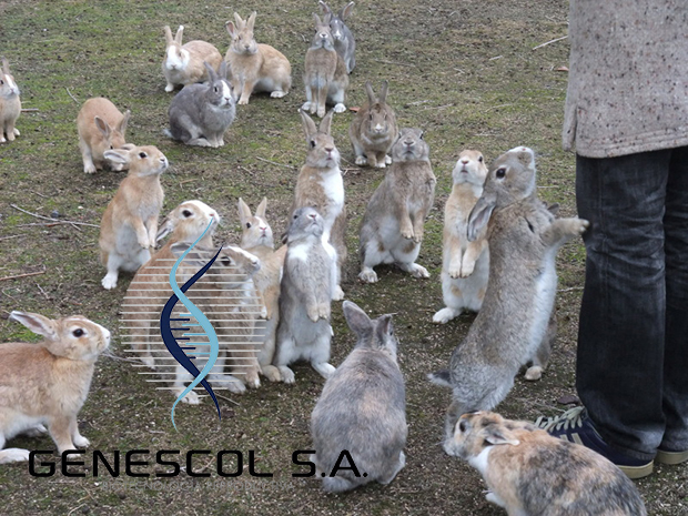 la-isla-de-los-conejos-okunoshima-japonshop06